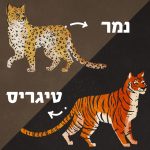 איור של נמר ויטיגריס עם כיתוב השמות וחיצים שמוליכים לבעלי החיים