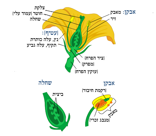 איור חלקי הפרח