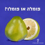 איור של הפרי "פומלה". על גבי התמונה מופיע הכיתוב: פומלה או פומלו?