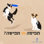 תפיסה או תפישה? איור של כלב יושב וכלב קופץ ותופס צלחת פריזבי