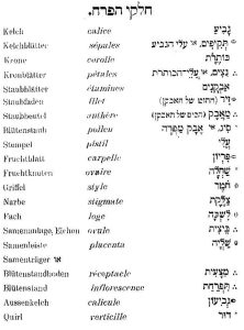 רשימת המונחים "חלקי הפרח"