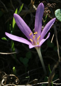 סִתְוָנִית הַיּוֹרֶה – Colchicum stevenii, צילם פרופ' אבינעם דנין, מן האתר צמחיית ישראל ברשת (http://flora.huji.ac.il)