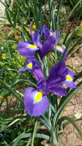 Gynandriris sisyrinchium